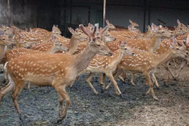 神奇的阿里拍卖：成龙“座驾”汗血宝马、“卖身还债”柴犬、滞留口岸猫咪、怀孕母羊......