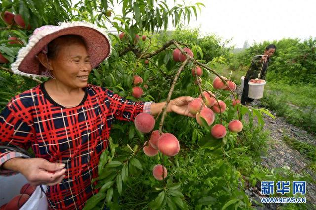 贵州玉屏：水蜜桃抢“鲜”上市