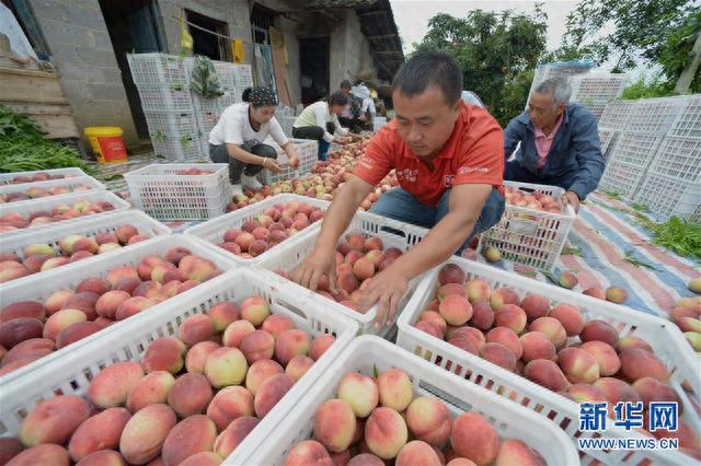 贵州玉屏：水蜜桃抢“鲜”上市