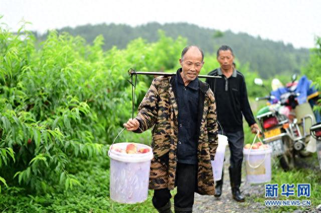 贵州玉屏：水蜜桃抢“鲜”上市