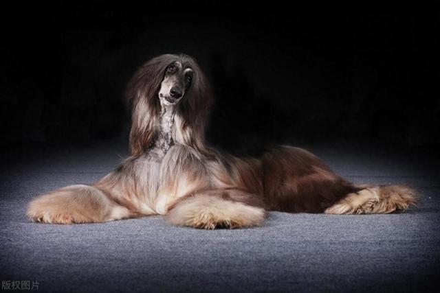 豆爹科普day32：阿富汗猎犬：优雅又飘逸的飘柔代言人