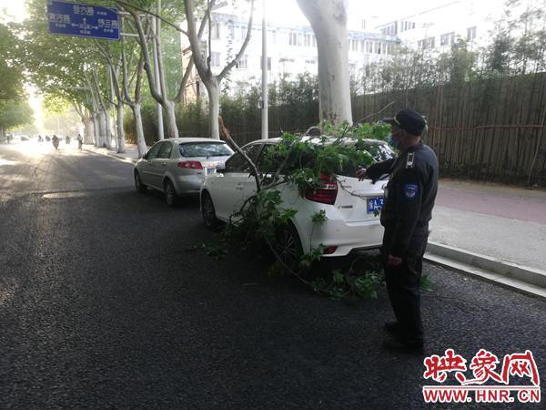 轿车停路边被断树枝砸中 专业人士：死树枝可索赔，活树枝有难度