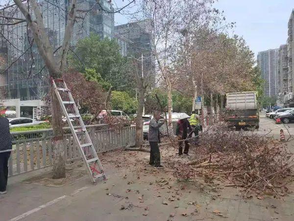 员工给行道树投毒，阿五黄河大鲤鱼深夜致歉