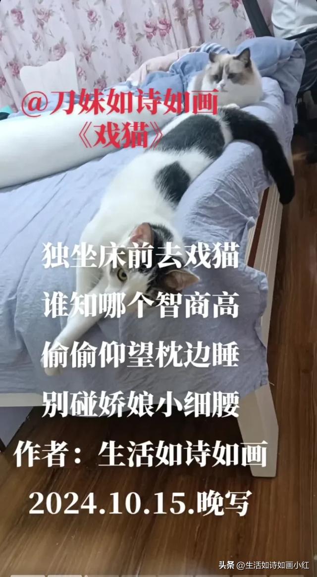 高雅的骂人诗，全文不带脏字《戏猫诗八首》