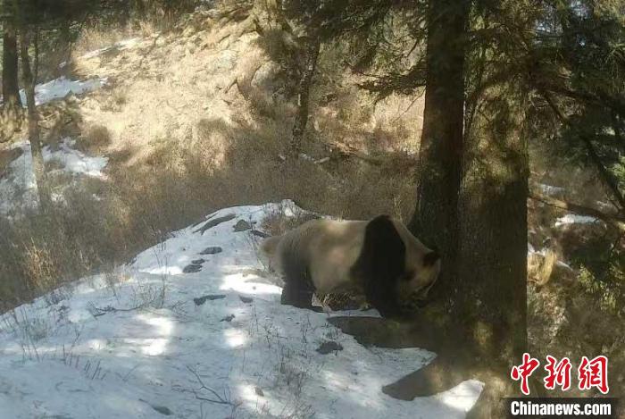 甘肃境内野生大熊猫“萌态”频现