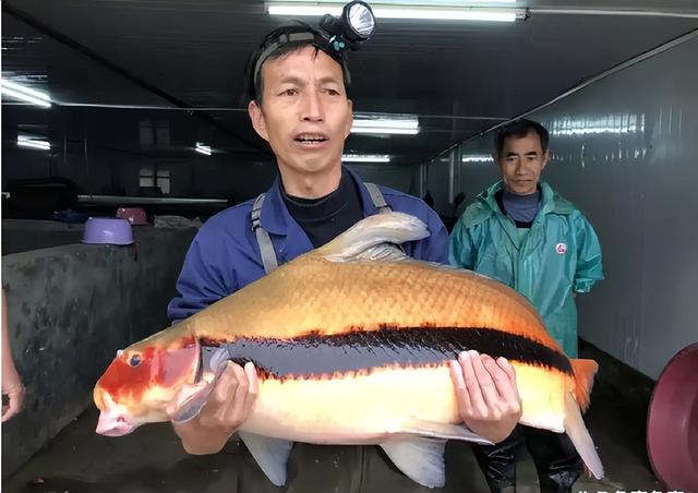 消失近40年再次出现！浙江渔民捕鱼数十年，第一次见到