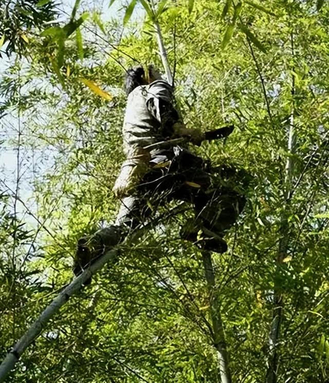 最后的“竹海飞人”：70岁浙江老人踏竹飞行，10米高空如履平地