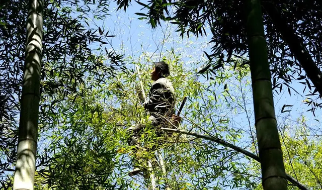 最后的“竹海飞人”：70岁浙江老人踏竹飞行，10米高空如履平地