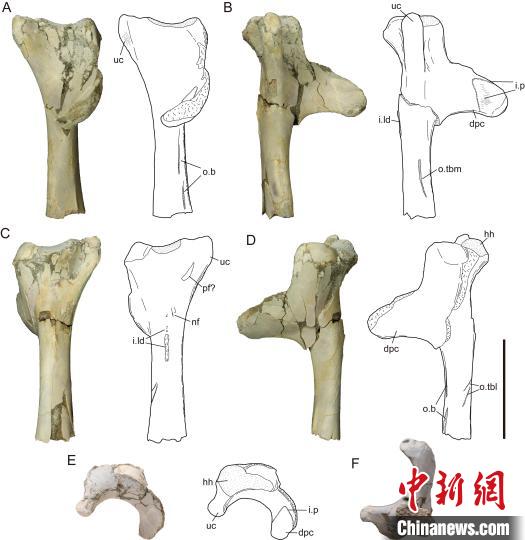 中国新疆乌尔禾翼龙动物群发现新属种翼龙 距今约1.35亿年