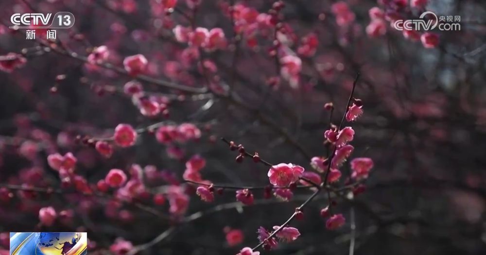 “赏花经济”带动文旅市场春潮涌动 为城乡消费注入蓬勃动能