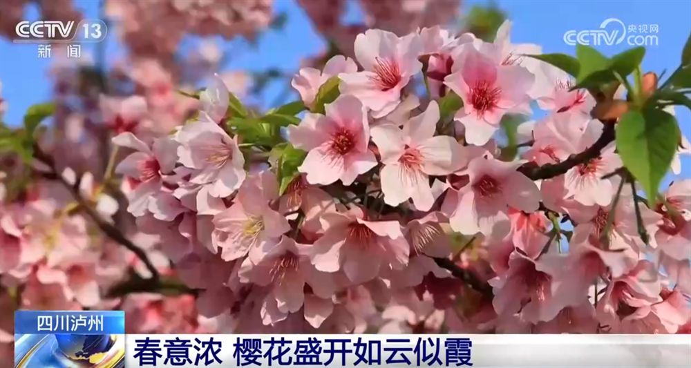 “赏花经济”带动文旅市场春潮涌动 为城乡消费注入蓬勃动能