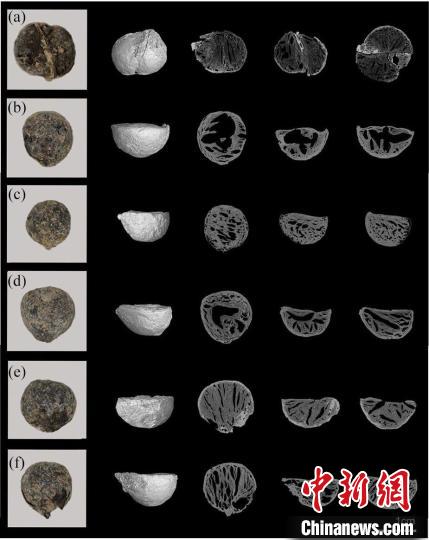 植物考古研究分别揭示广西福兰、江西岸遗址史前人类生活方式